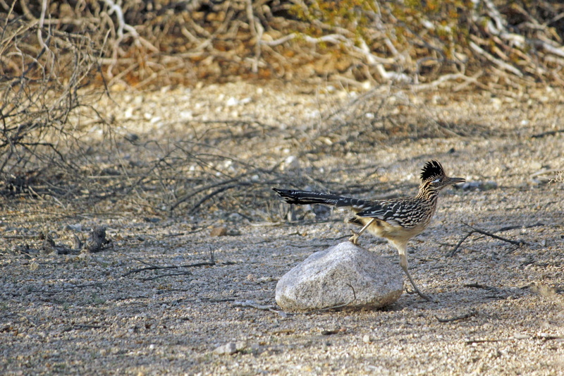 field, Roadrunner, running, wildlife, geococcyx, Chaparral, ground cuckoo, full length, animal wildlife, outdoors, semi-arid, animals in the wild, sand