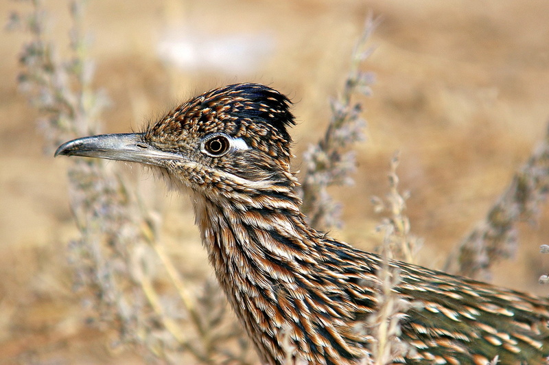 Bird, 1080P, Greater Roadrunner, Roadrunner, Birds