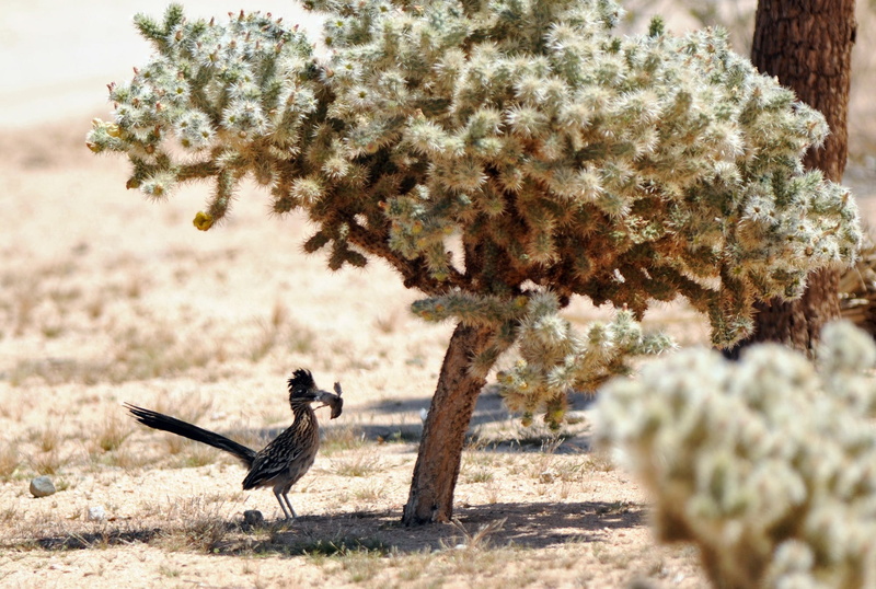 predator, bird, selective focus, portrait, no people, road runner, beauty in nature, chaparral, wildlife, roadrunner, outdoors, tree, fast, joshua tree
