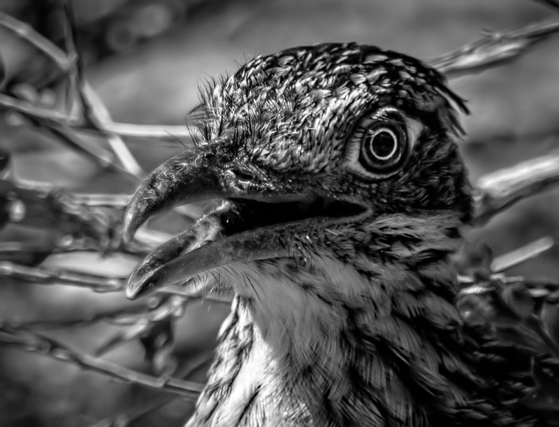 bird, nature, young animal, southwest, no people, beak, roadrunner, animal, animal head, geococcyx, young bird, profile view, day, vertebrate, wildlife