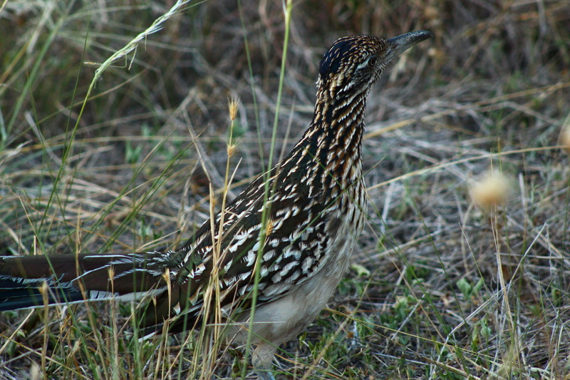 Roadrunner, Birds, 2K