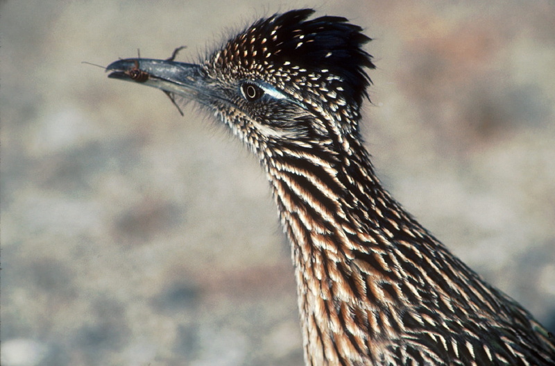 profile view, side view, focus on foreground, no people, looking, profile, 1080P, greater roadrunner, beak, wildlife, portrait, animal body part, one animal