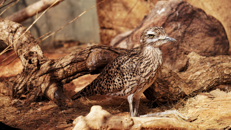 5K, roadrunner, nature, tree, animal, day, bird of prey, no people, quail, focus on foreground, trunk, vertebrate, beak, animals in the wild, outdoor