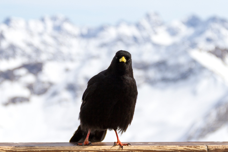 focus, animal themes, foghorn, no people, front view, photography, raven bird, perching, animal, bill, animals in the wild, 4K, eagle, mountain bird, selective