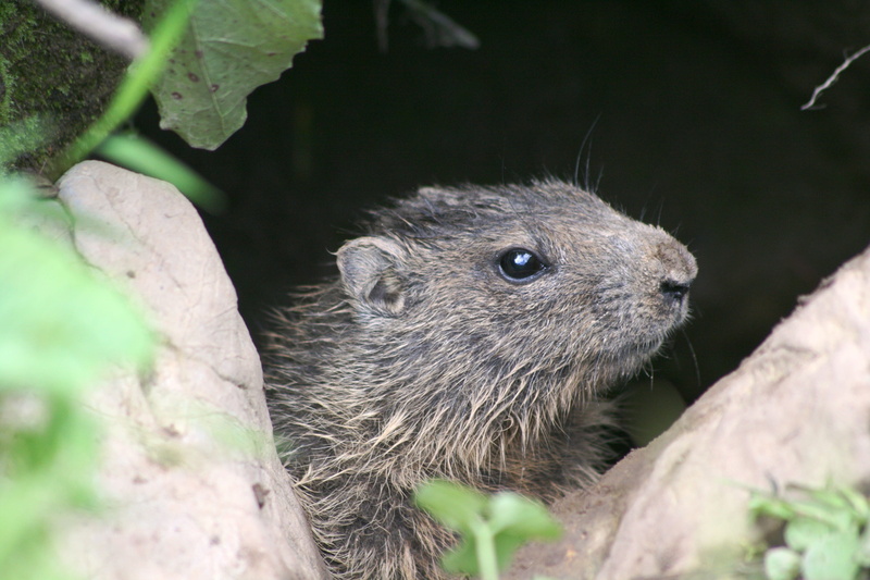 selective focus, animals in the wild, animal head, outdoors, whisker, earth construction, no people, funny, marmot, plant part, animal wildlife, alpine