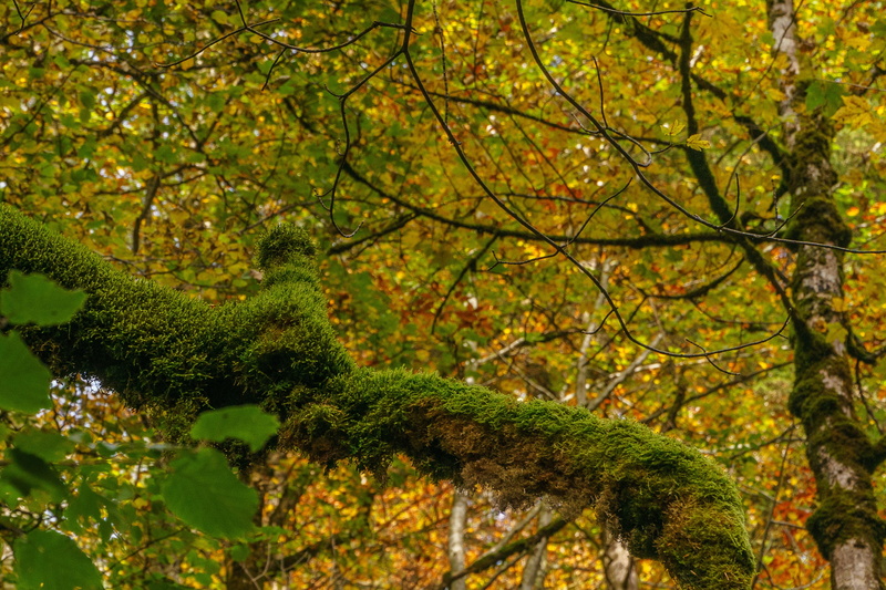 tree canopy, oberstdorf, green color, 4K, plant, beauty in nature, foliage, outdoors, no people, branch, landscape, low angle view, growth, plant part