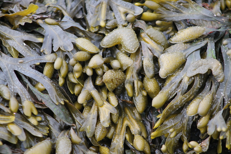 benefit from, seafood, green, fish, high angle view, eat, much, business, beautiful, vegan, color, hunger, colorful, food and drink, mass, day, nature