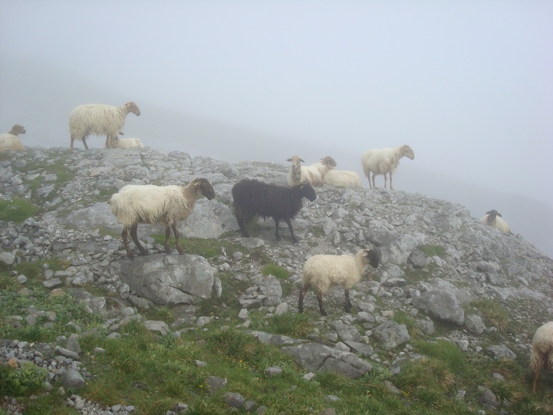 mammal, moisture, vertebrate, domestic animals, solid, outdoors, plant, domestic, nature, fog, herbivorous, ascension, no people, group of animals, pets