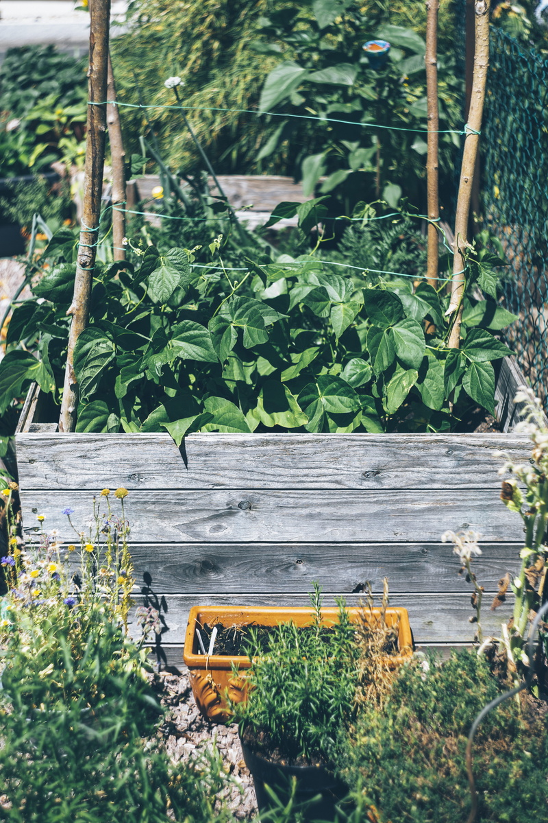 outdoors, high angle view, growth, nature, plant part, wood - material, self-sufficiency, leaf, no people, 5K, land, vase, planter, potted plant, breed