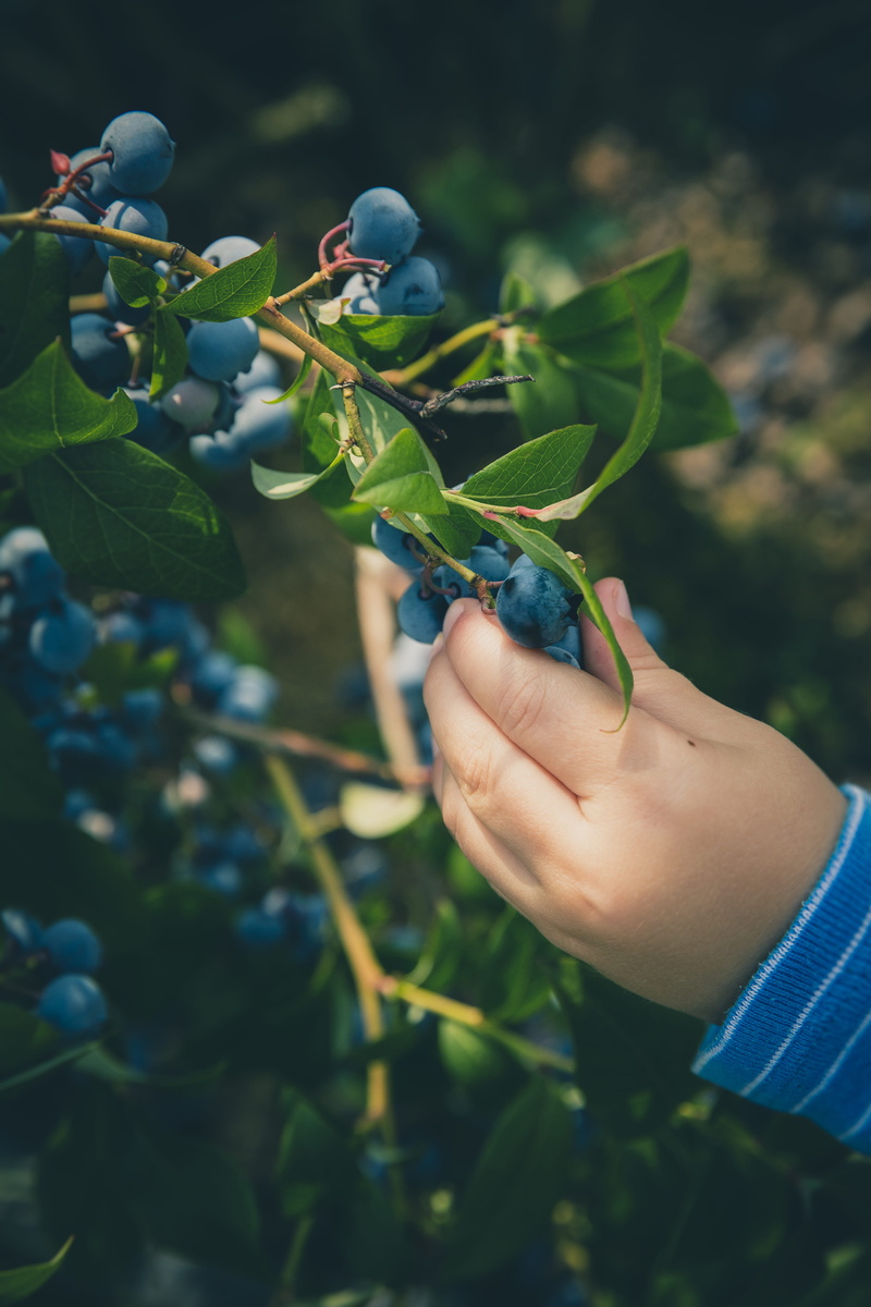 berry fruit, sweet, plant, human hand, blue, leaf, focus on foreground, person, freshness, nature, food, holding, plant part, sustainable, vegetable, strawberry