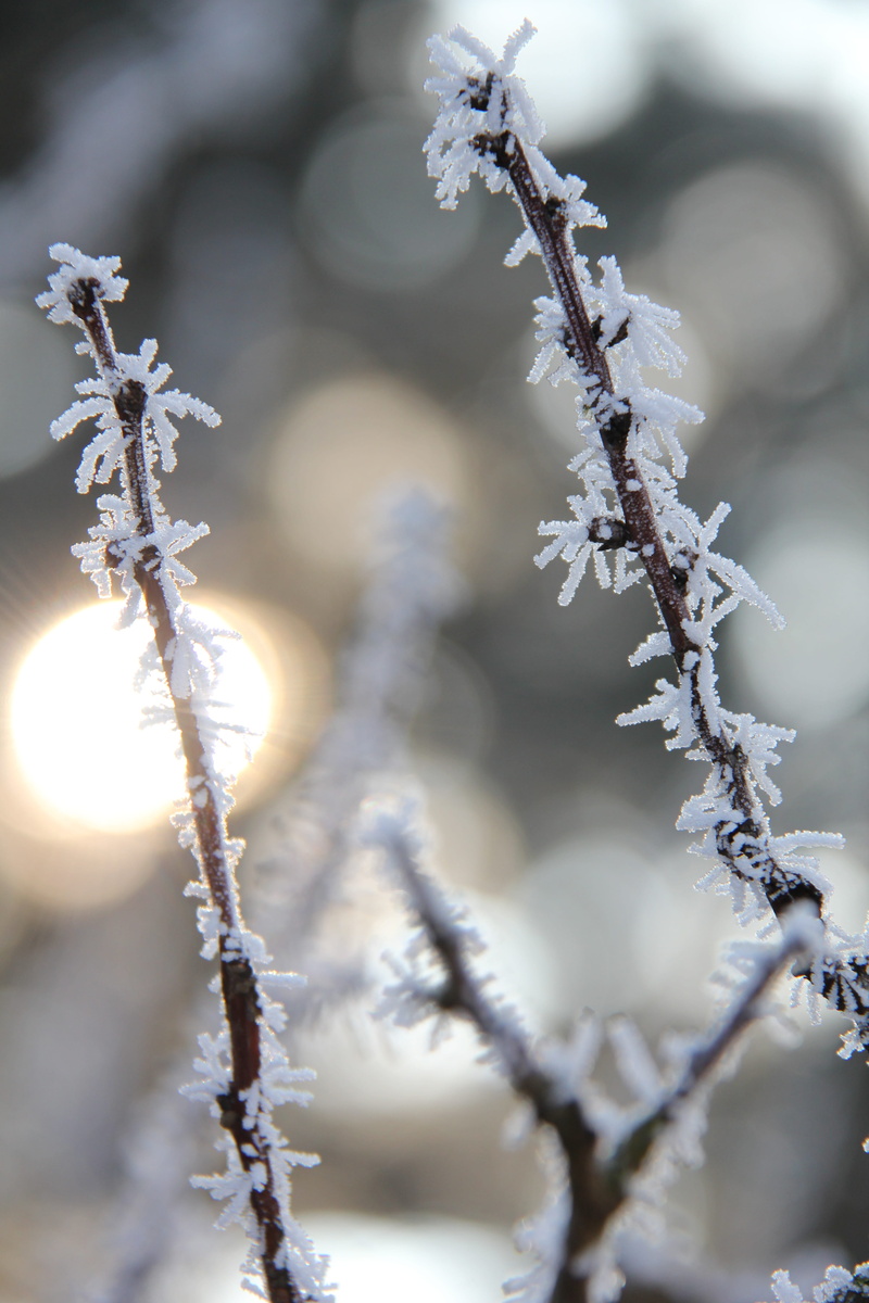 frozen, Christmas, vulnerability, Cold, extreme weather, advent, tree, crystals, Frost, plant, ice, christmas time, day, snow, fragility, cold temperature