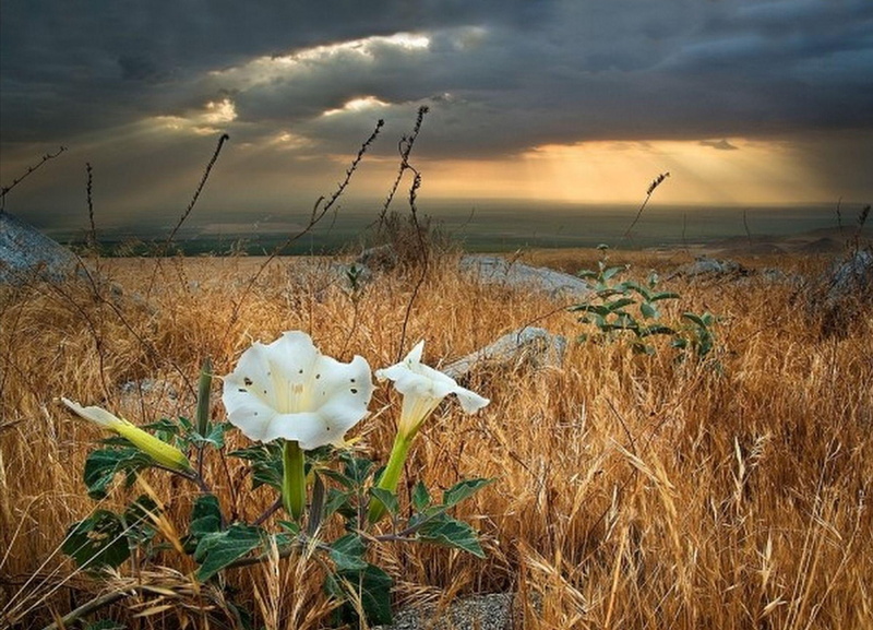 clouds, dark, sunset, coming, storm, 1080P, 3d and abstract, white, flower