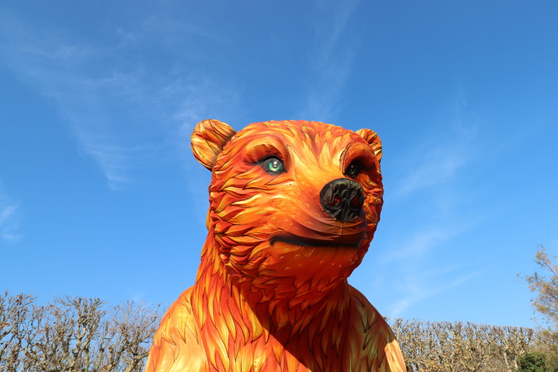 looking away, pets, bear, color orange, animal body part, museum of natural history, animal eye, animal themes, nature, blue, 5K, animal, livestock, wonderful