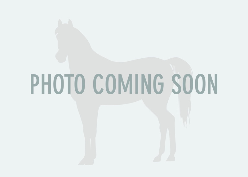 front view, communication, cut out, western script, non-western script, coming, copy space, text, domestic, no people, representation, animal, indoors