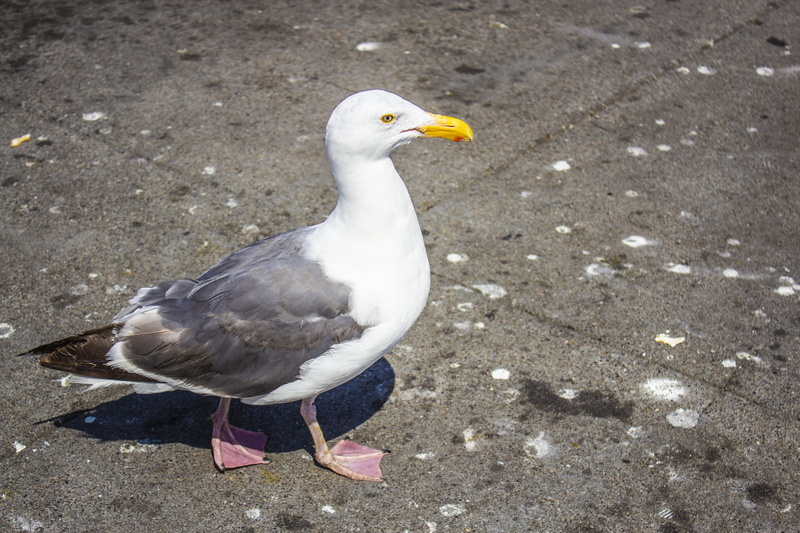 wings, seagull, nature, day, vertebrate, outdoors, feather, animal, coming soon, rest, animal wildlife, full length, high angle view, bird, shadow, wildlife