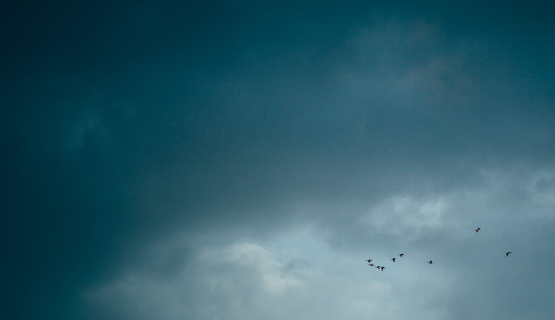 animal themes, beauty in nature, low angle view, large group of animals, 4K, animal, melrose, copy space, united states, vertebrate, blue, flying, cloud - sky