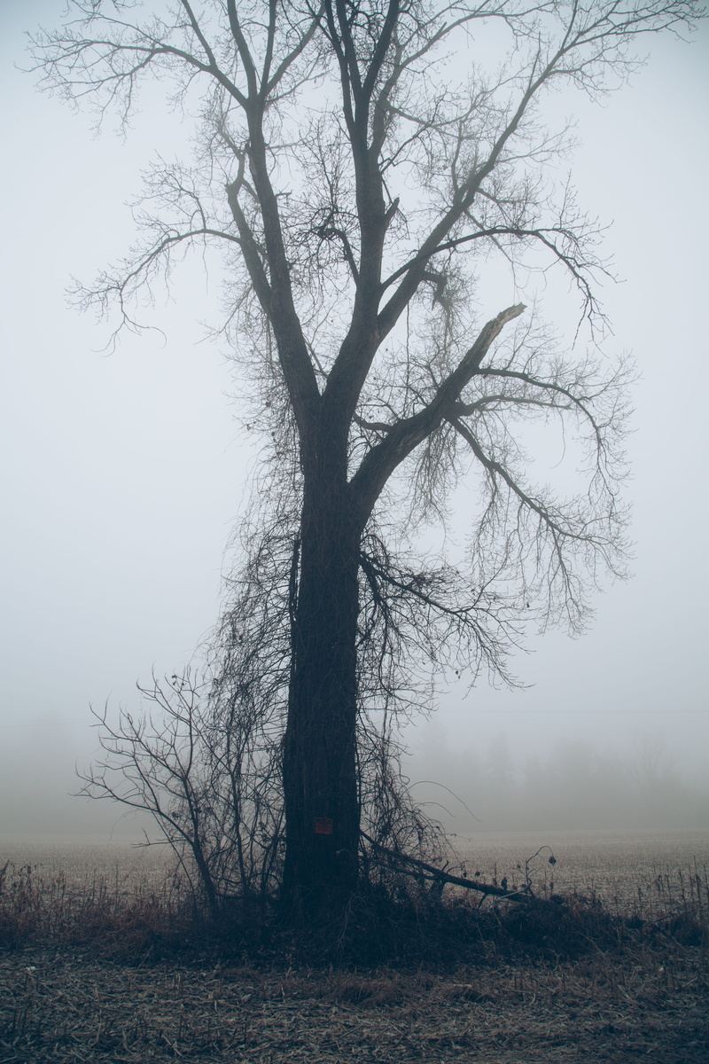 hazy, branch, trunk, beauty in nature, field, tranquil scene, no people, plant, fog, outdoors, tree, sky, isolated, non-urban scene, tree trunk, 5K, tranquility