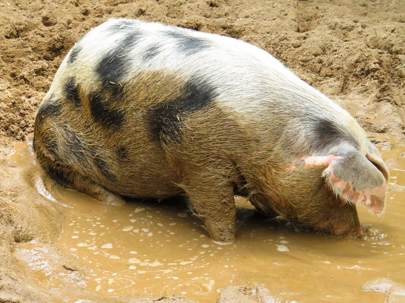 drinking, pets, wallow, no people, animal wildlife, 4K, farm, high angle view, mammal, animal, sleeping, animal themes, domestic, water, day, domestic pig