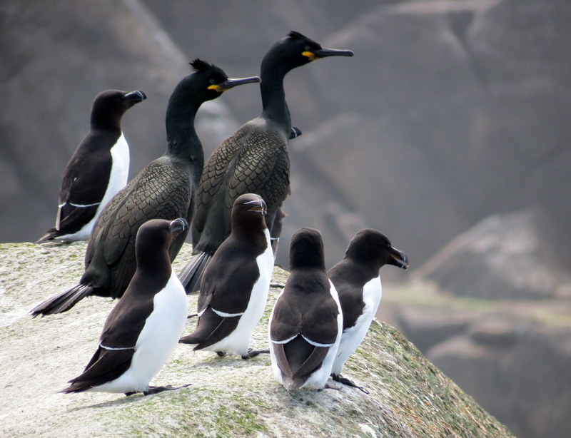 solid, animal themes, nature, penguin, shags, medium group of animals, razorbills, sea, feather, 2K, gray, seven, vertebrate, young animal, animal wildlife