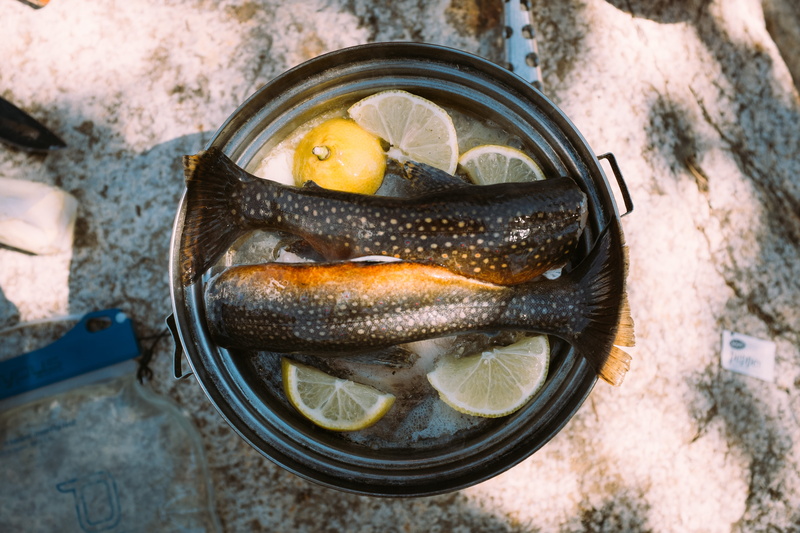 directly above, close-up, day, s, pan, cooking, animal themes, container, outdoors, food and drink, vertebrate, food, nature, raw, healthy eating, black