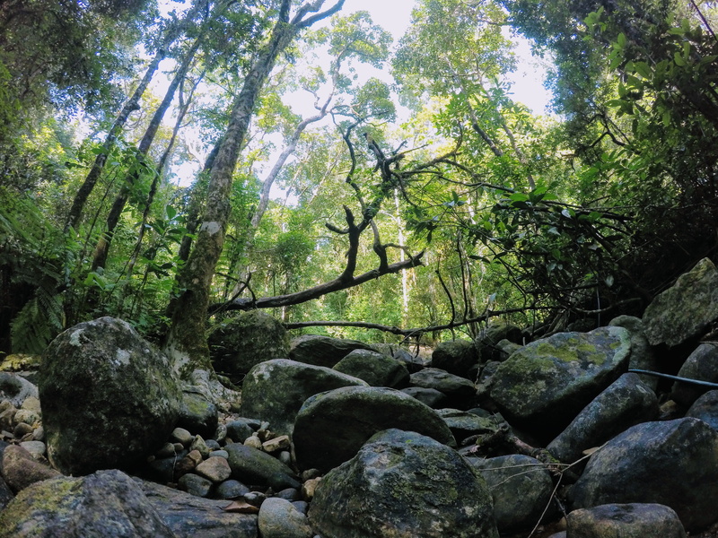 rock, trees, slate, vegetation, vellarimala, solid, plant, day, flowing water, no people, land, fir, creek, beauty in nature, tree, forest, gray, stream