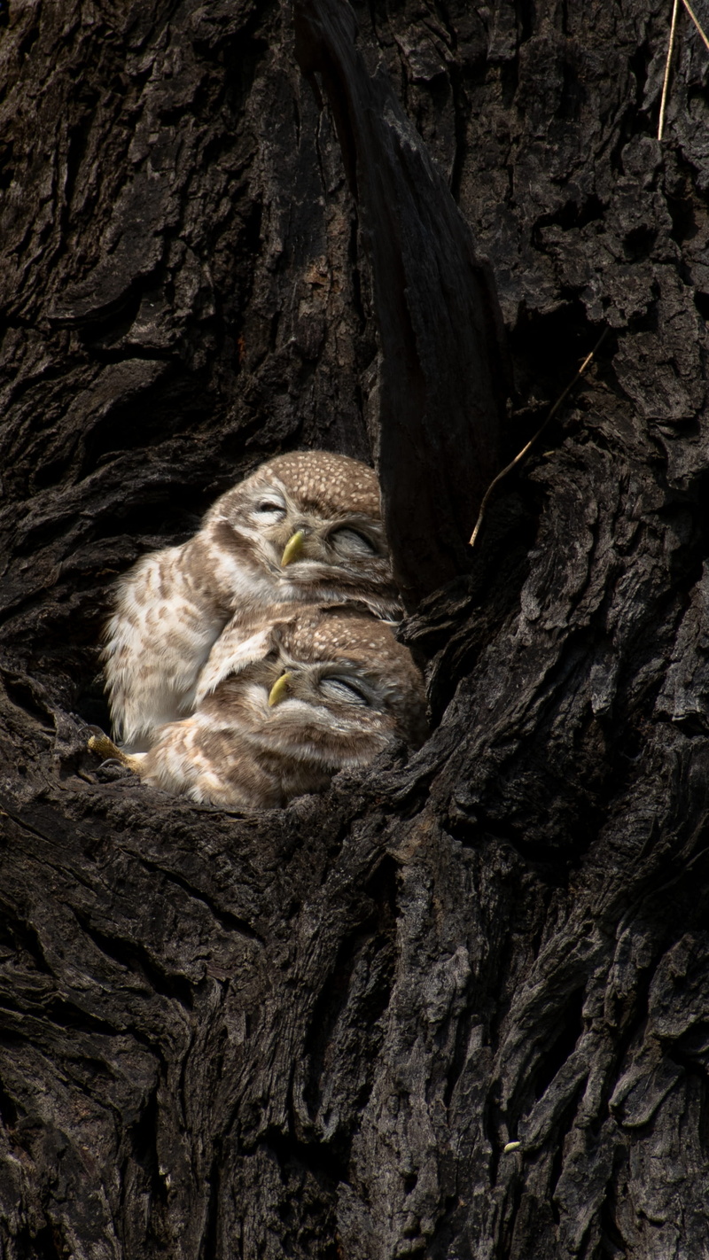 young animal, owlets, vertebrate, zoo, nature, quail, rock, plant, day, lion, animals in the wild, wood, brown, one animal, accipiter, owl, animal, mammal