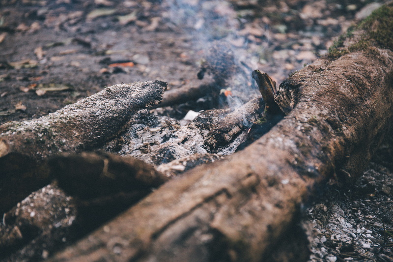 agelaius, anthus, trunk, no people, forest, slate, iguana, photo, cricket insect, fossil fuel, log, timber, bonfire, wood - material, high angle view, animal