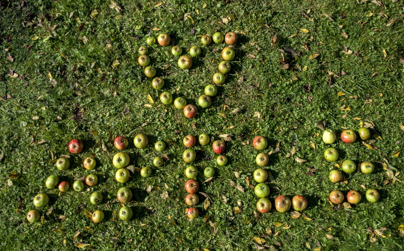 word, rush, food, apple - fruit, green color, arrangement, grass, wellbeing, large group of objects, colorful, western script, font, 4K, healthy eating