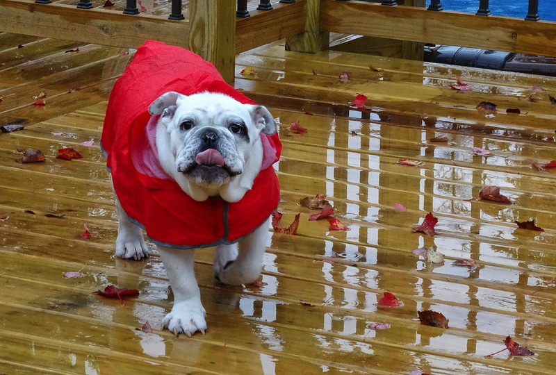 bulldog, tongue, domestic, white, pet, 1080P, day, costume, looking, animal, vertebrate, english bulldog, water, showing, indoors, one animal, front view