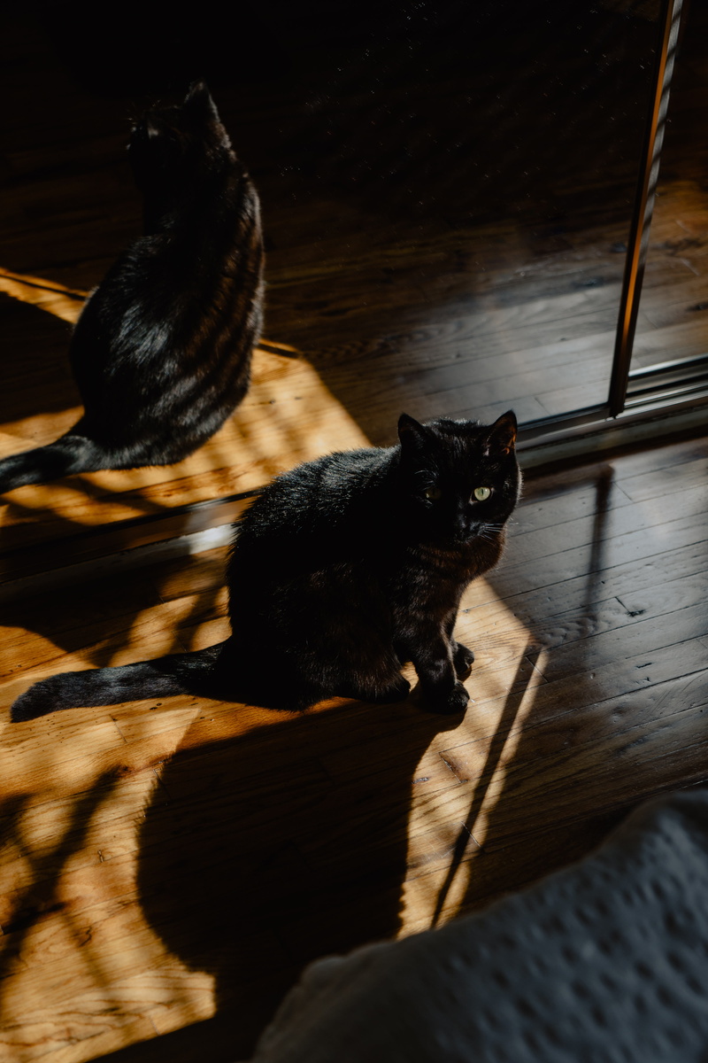 indoors, mammal, no people, green eyes, pets, two animals, santa monica, animal wildlife, black color, animal themes, united states, cat, domestic cat