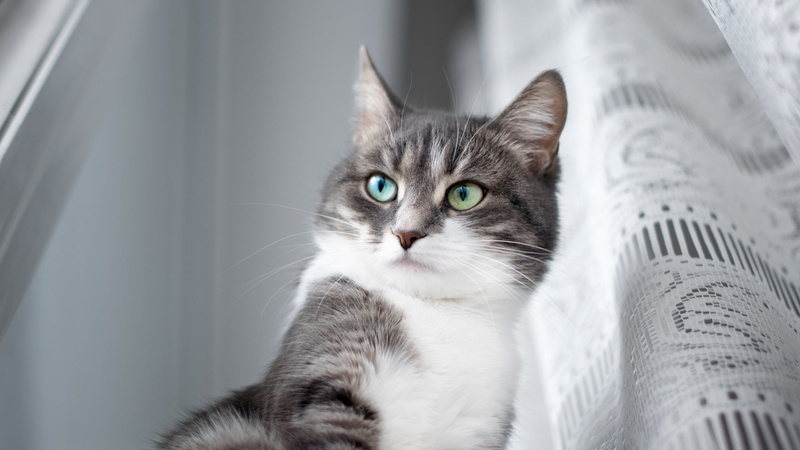 1080P, eyes, blind, look, cat