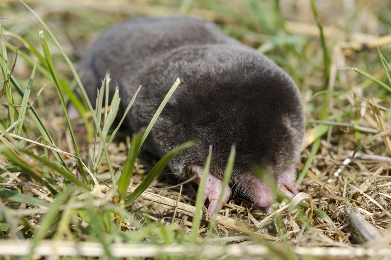 animal themes, animal wildlife, animal, mound of earth, one animal, insect eater, day, nature, outdoors, mole, no people, young animal, plant, domestic animals