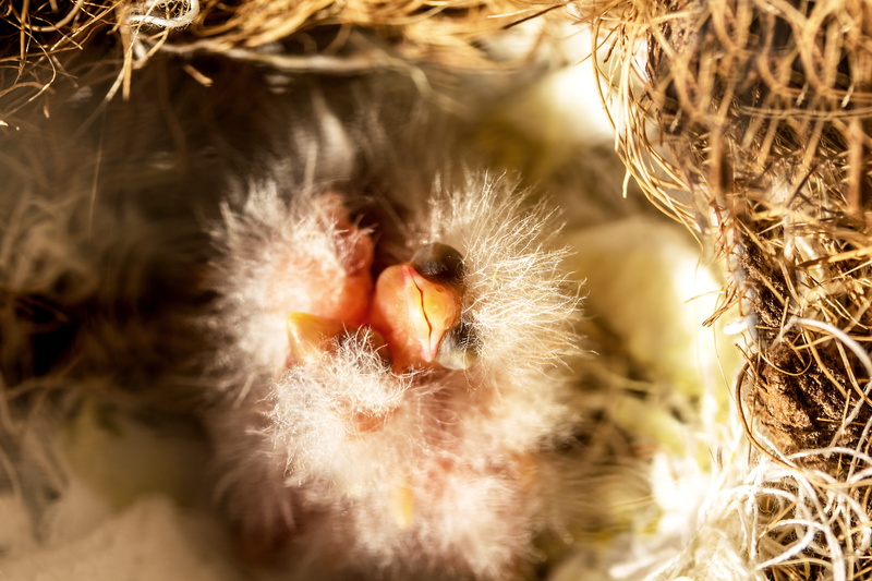 young animal, softness, eyes closed, new life, blind, sunlight, relaxation, songbirds, nest, nature, bird breeding, 5K, no people, outdoors, vertebrate