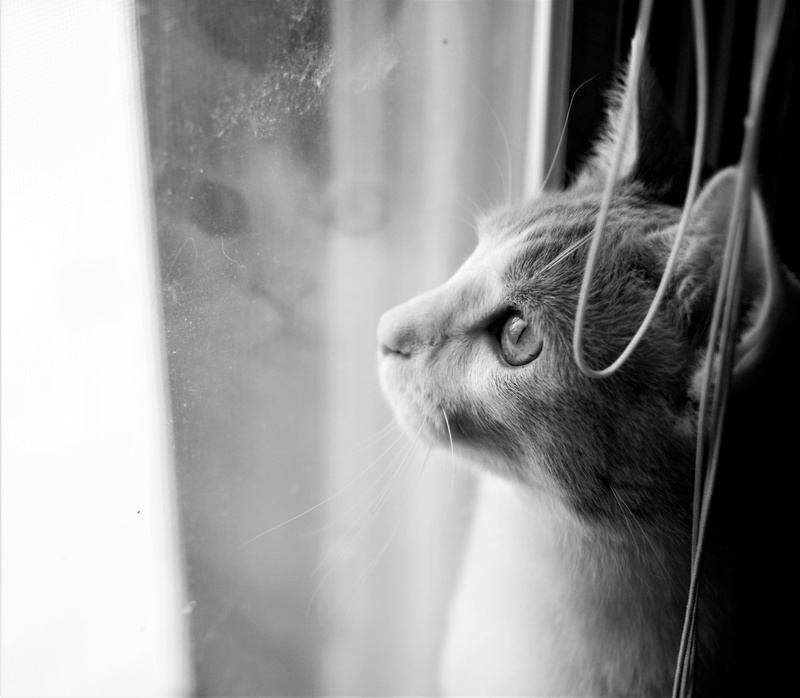 reflection, 2K, kitten, black, domestic, whisker, one animal, domestic animals, white, domestic cat, and, looking, vertebrate, animal eye, indoors, pets