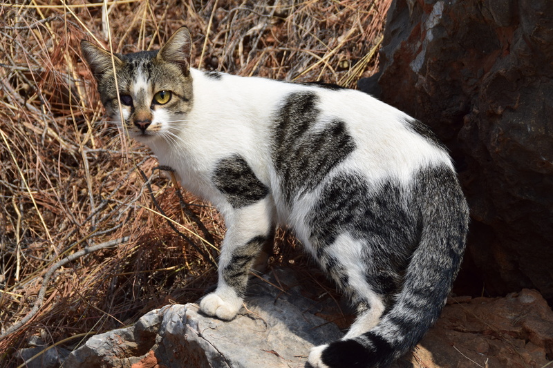 Cat, looking at camera, Blind, tree, feline, pets, young cat, sitting, domestic animals, 5K, animal portrait, one animal, vertebrate, relaxation, no people