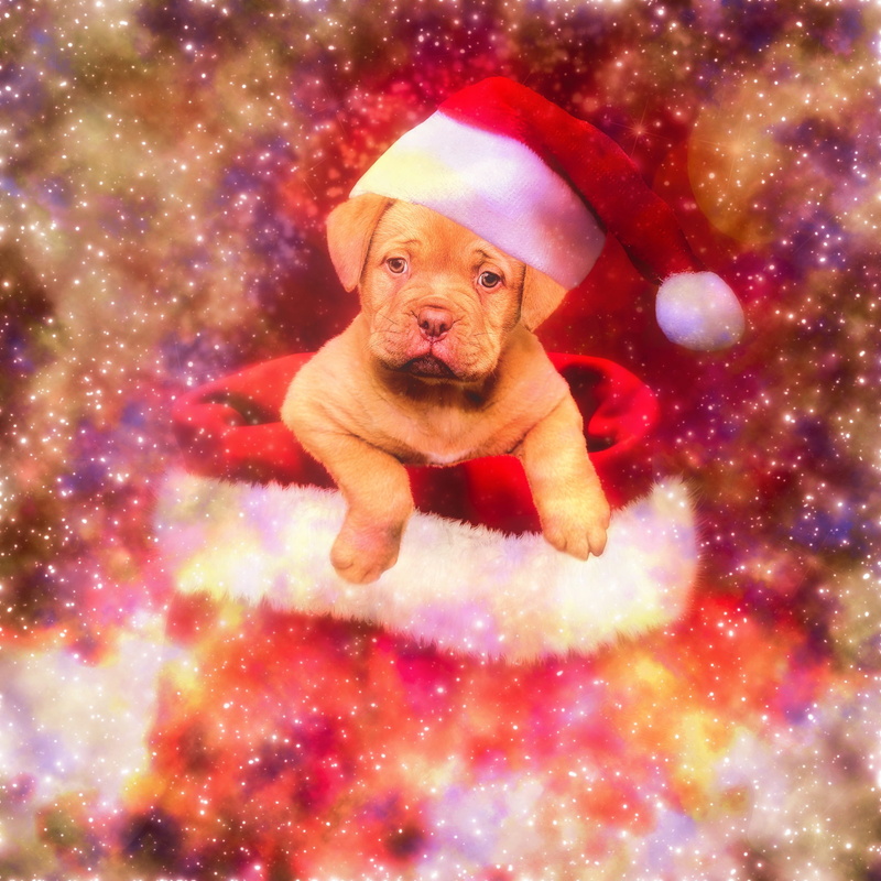 one animal, domestic animals, looking at camera, portrait, doggy, mammal, animals, animal, innocence, pets, red, front view, motion, indoors, auto post production filter