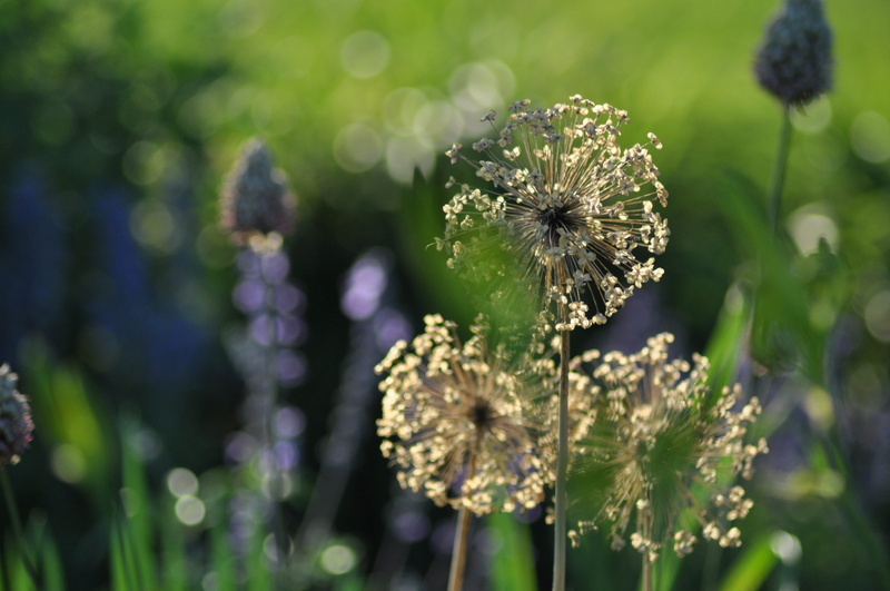 inflorescence, plant, summer, growth, focus on foreground, pollination, flowering plant, end of summer, day, vulnerability, purple, no people, petal, animals in the wild