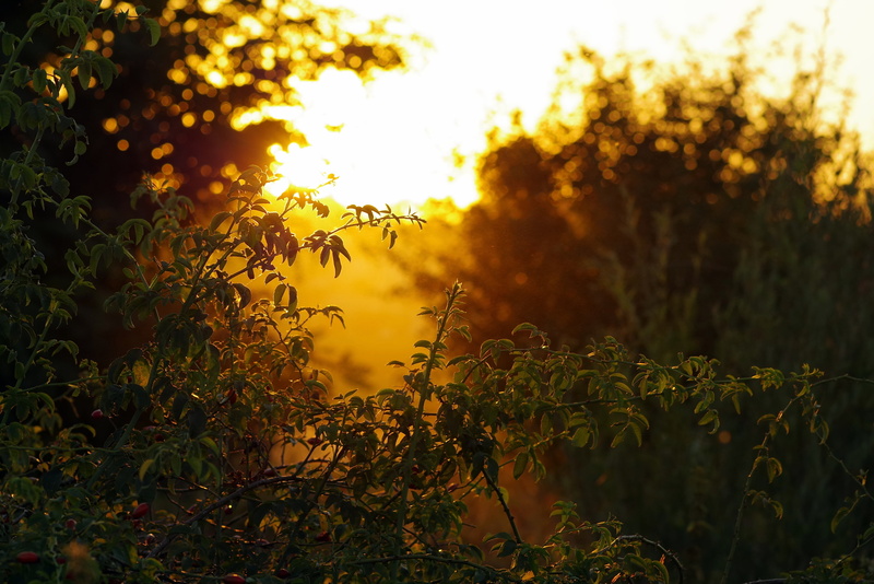end of summer, scenics - nature, wild, no people, outdoors, meadow, tranquil scene, end of the summer, indian summer, scrubs, green, holidays, growth, plants