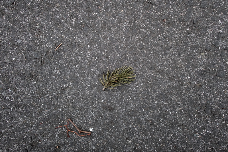 meriden, dead, sidewalk, asphalt, holidays, directly above, christmas, street, christmas tree, plant, end, outdoors, animals in the wild, high angle view