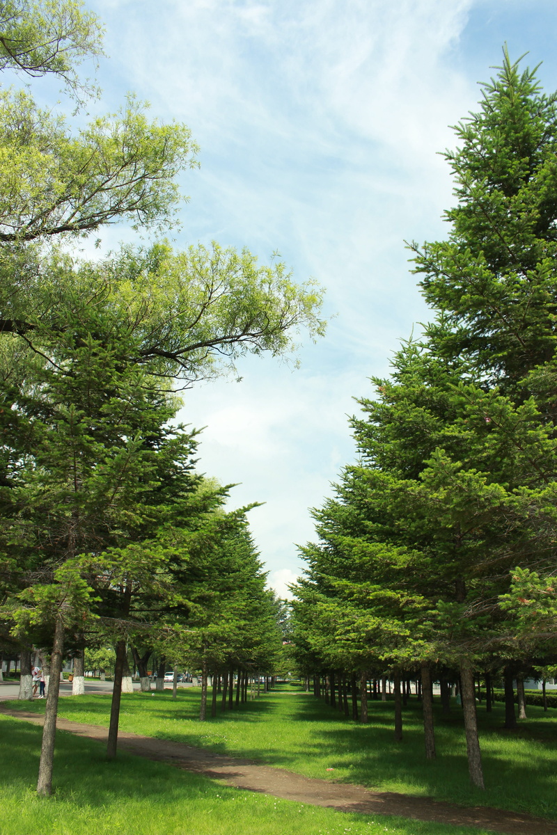 tranquility, School, year, plant, green color, Senior Year, growth, direction, nature, tranquil scene, treelined, tree, 5K, the way forward, environment