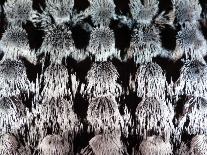 order, repetition, iron particles, large group of objects, indoors, dancing eisenpartikel, nature, plant, no people, arrangement, permanent magnets, iron powder