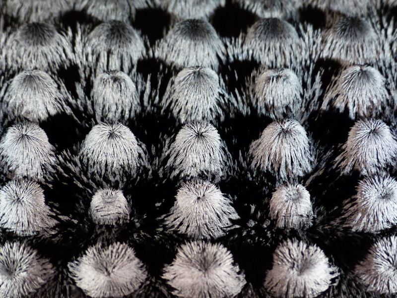 close-up, full frame, science, nature, dancing eisenpartikel, artwork, iron particles, magnet, animal, still life, freshness, market, experiment, abundance
