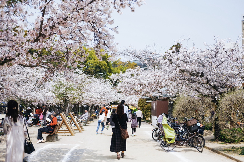 machine, person, clothing, springtime, transportation, real people, black, bicycle, plant, freshness, tree, men, cherry blossom, blossom, tartan, wheel