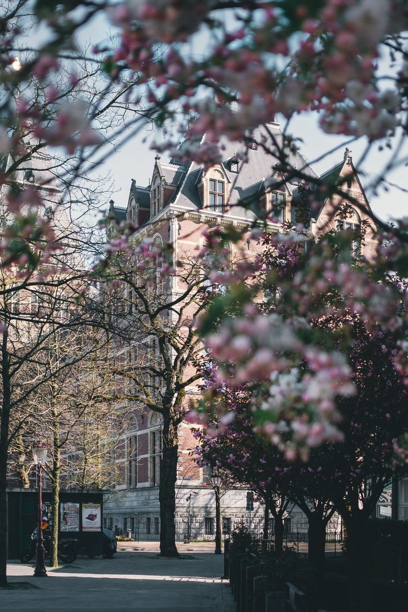 plant, springtime, outdoors, day, amsterdam, growth, historical building, building, nature, beauty in nature, built structure, freshness, city, blossom