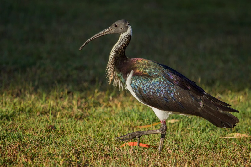 beak, day, black, full length, bird, green color, outdoors, animals in the wild, wildlife, animal themes, peacock, vertebrate, nature, focus on foreground