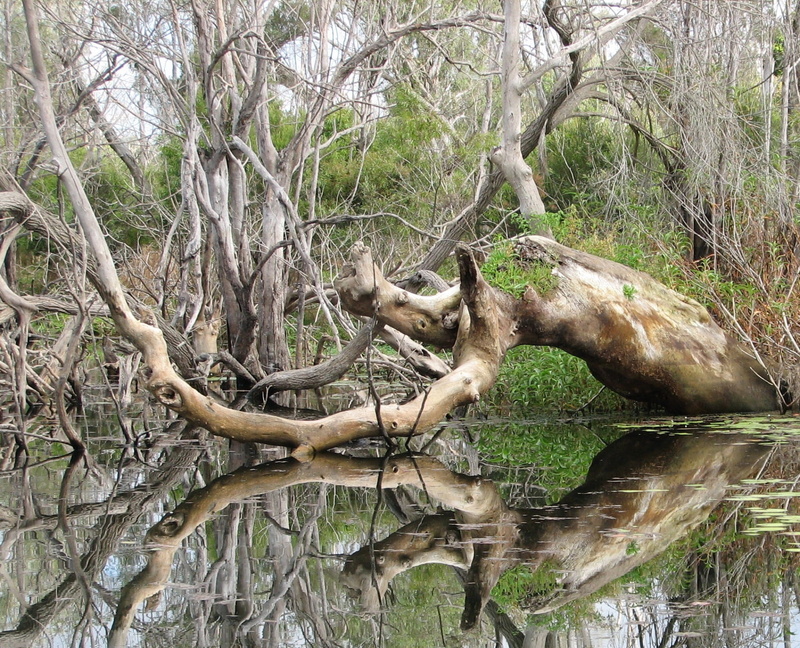 trunk, scenery, forest, plant, dead plant, water, tree, falling, branch, animal, fallen tree, driftwood, no people, bare tree, fishing, growth, tree trunk