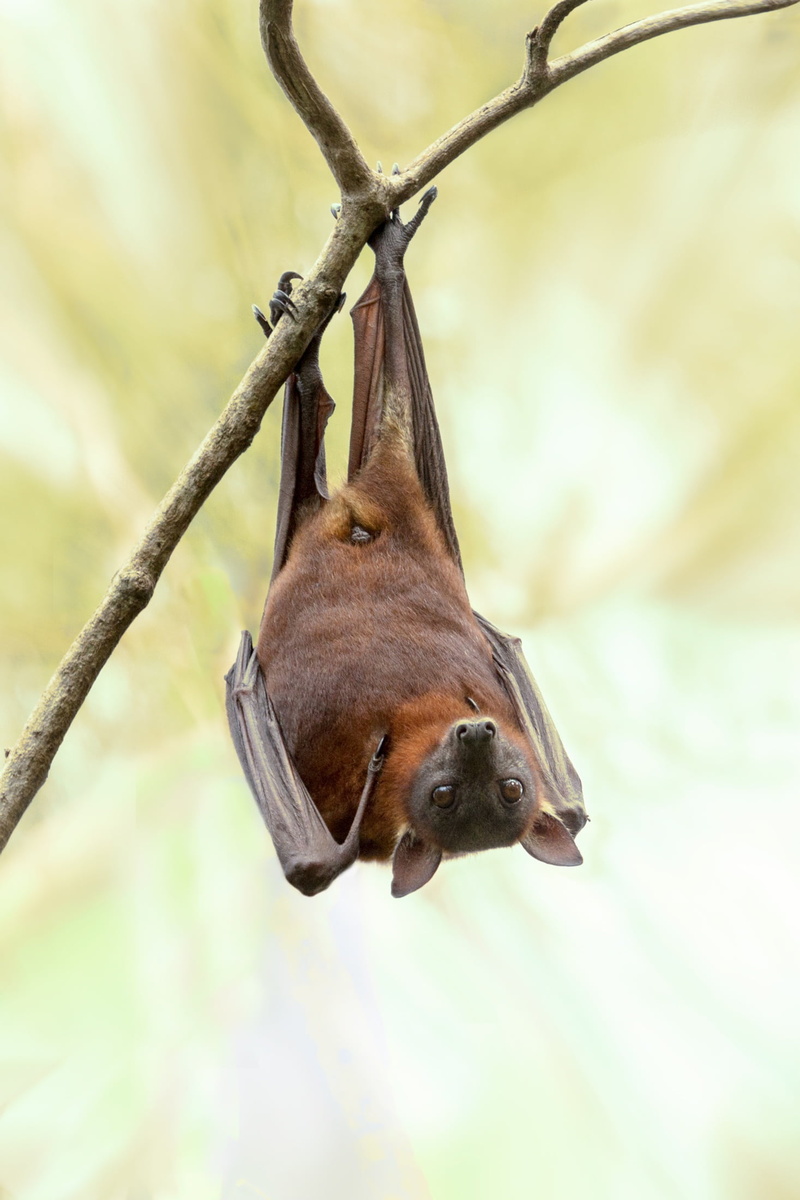 animals In The Wild, one animal, mammal, wild, brown, herbivorous, bat, animal themes, no people, branch, wildlife, queensland, plant, bat - animal, cute