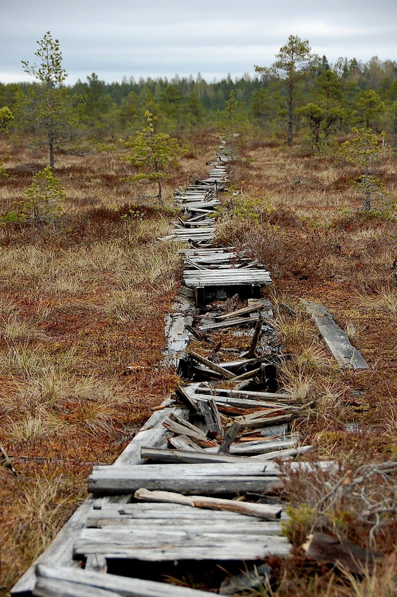 wood, direction, 2K, rotten wood, tree, weather-beaten, forest, plant, non-urban scene, field, damaged, bog, sky, no people, marshland, tranquil scene