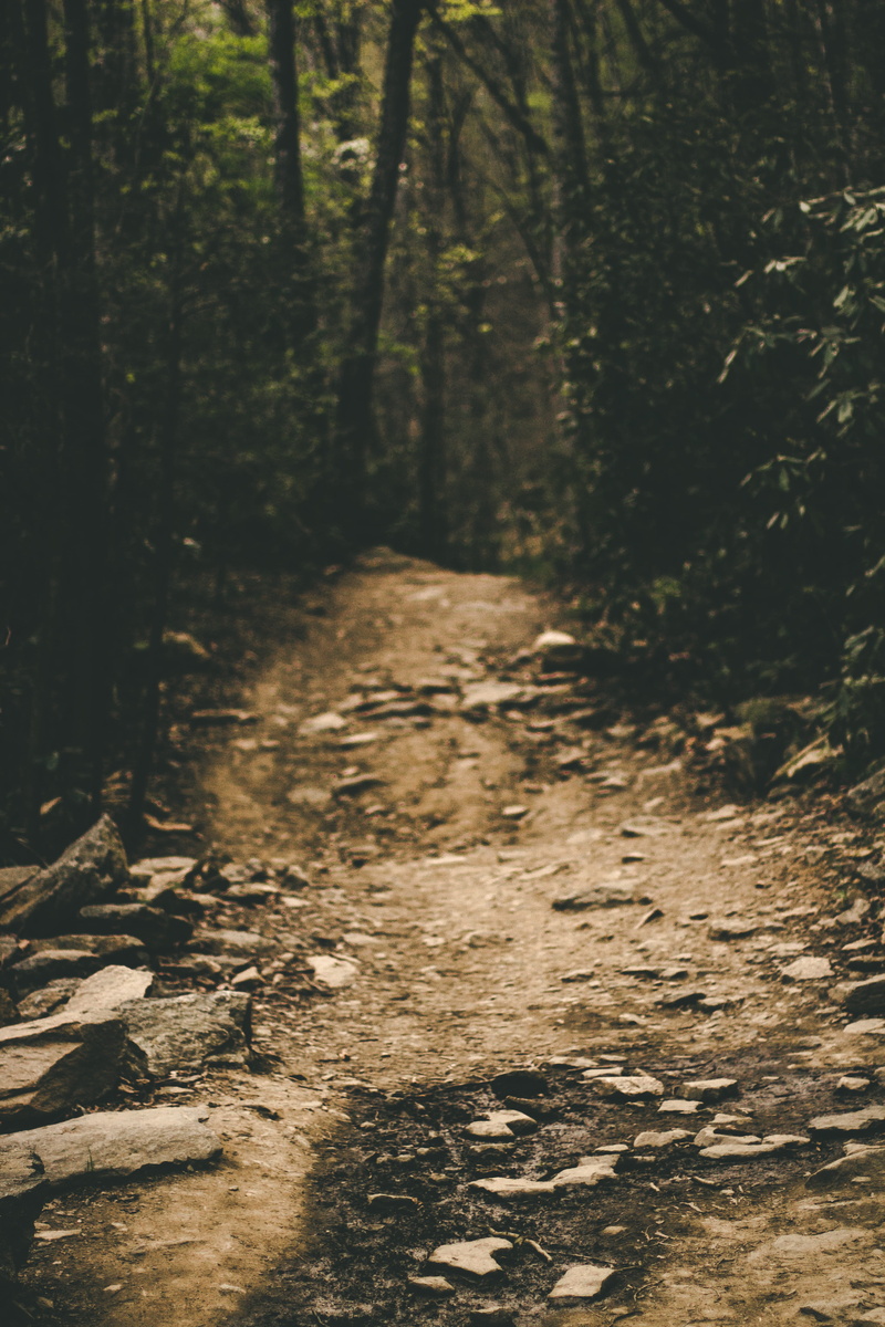 footpath, plant, track, forest floor, floor, tree trunk, trees, woodland, offroad, beauty in nature, day, 5K, explore, sunlight, direction, road, gravel