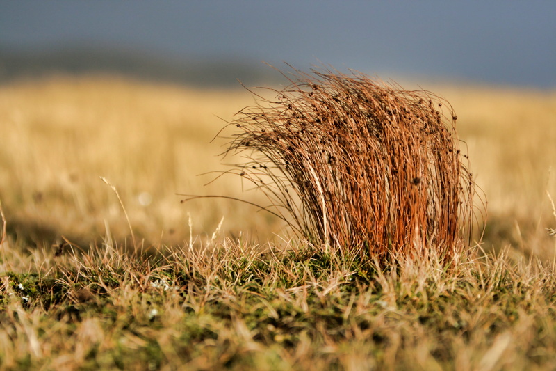 outdoors, grass, selective focus, growth, wind beaten, land, crop, landscape, rural scene, nature, plant, day, no people, field, sky, beauty in nature